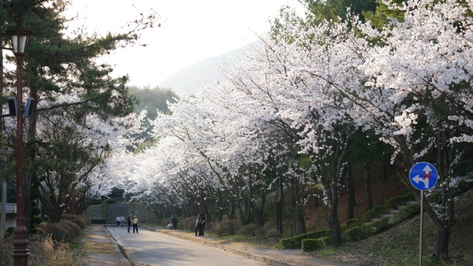 [세명대 벚꽃] 세명대학교 교내 벚꽃길